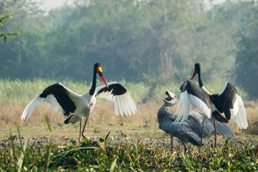 Wietse jongsma Ryw7 A4cla4s unsplash