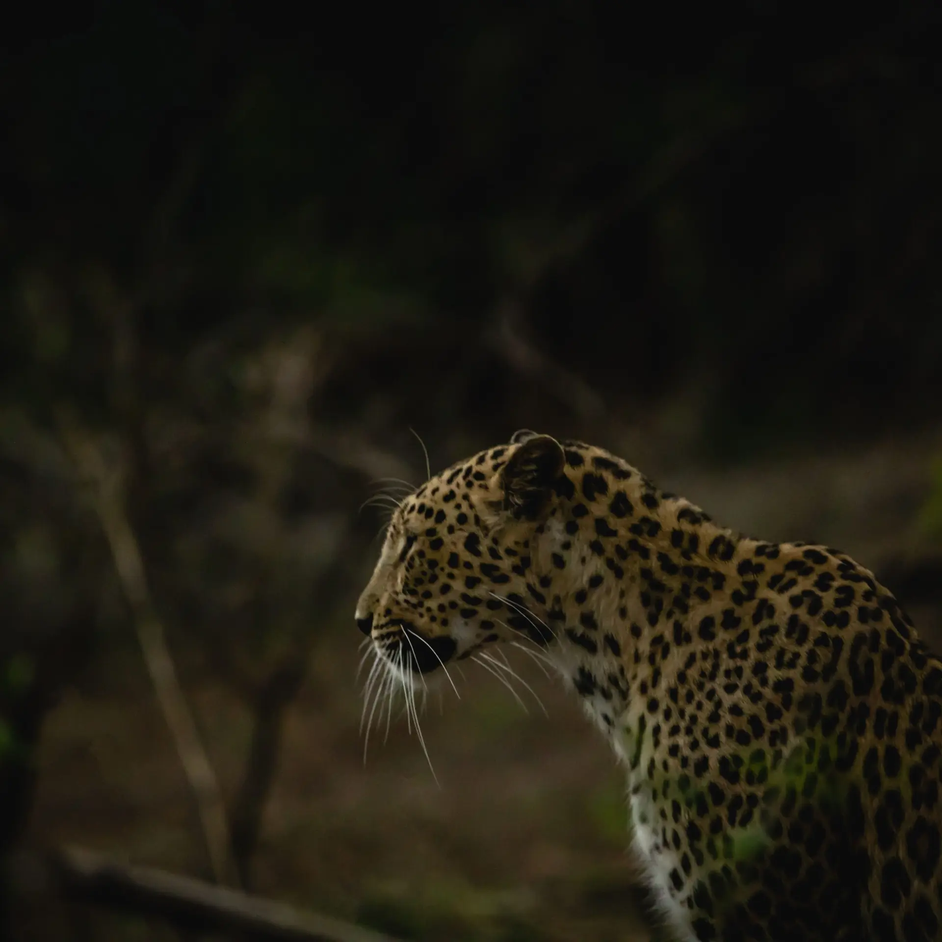 India narlai bera luipaard