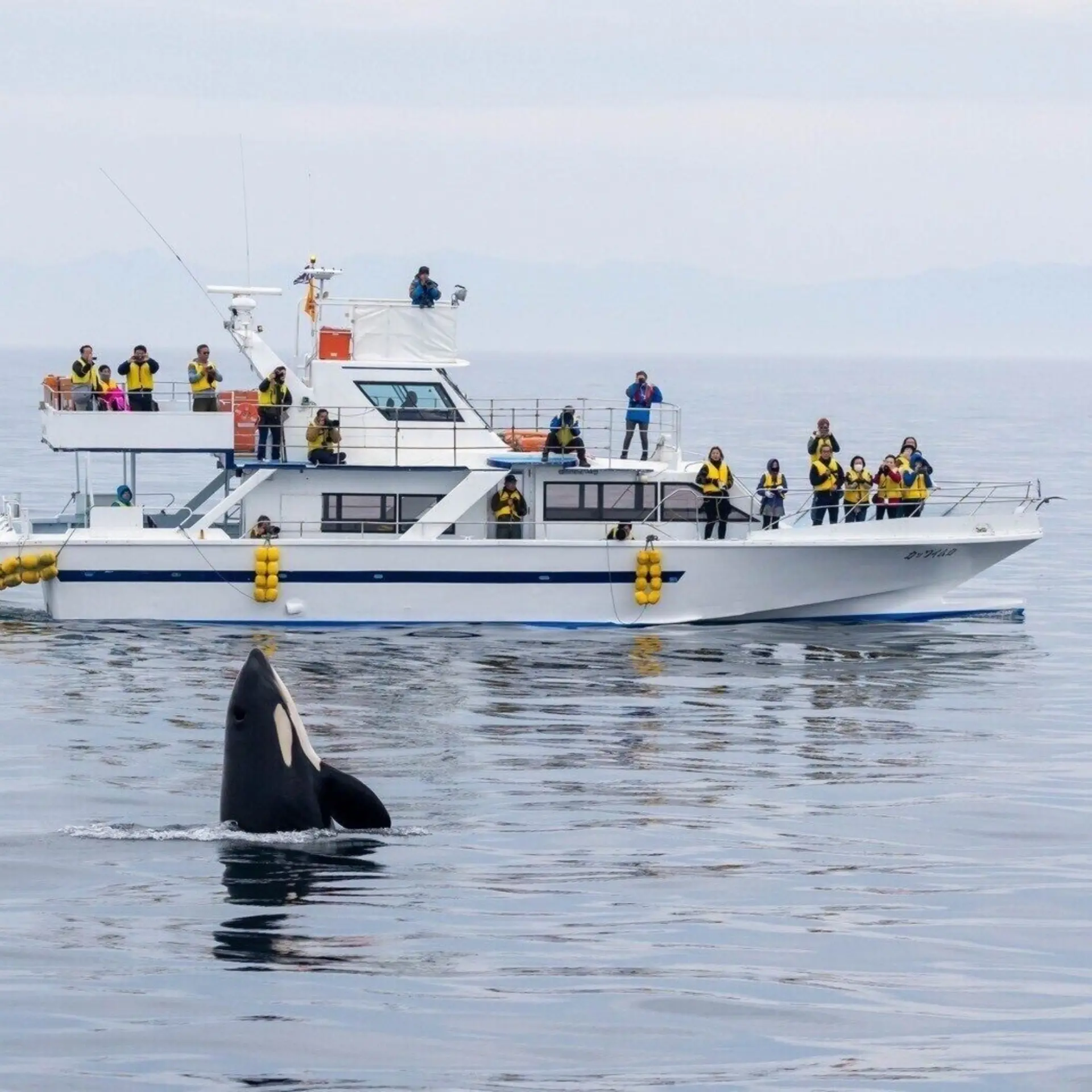 1788166275225killer whales 2