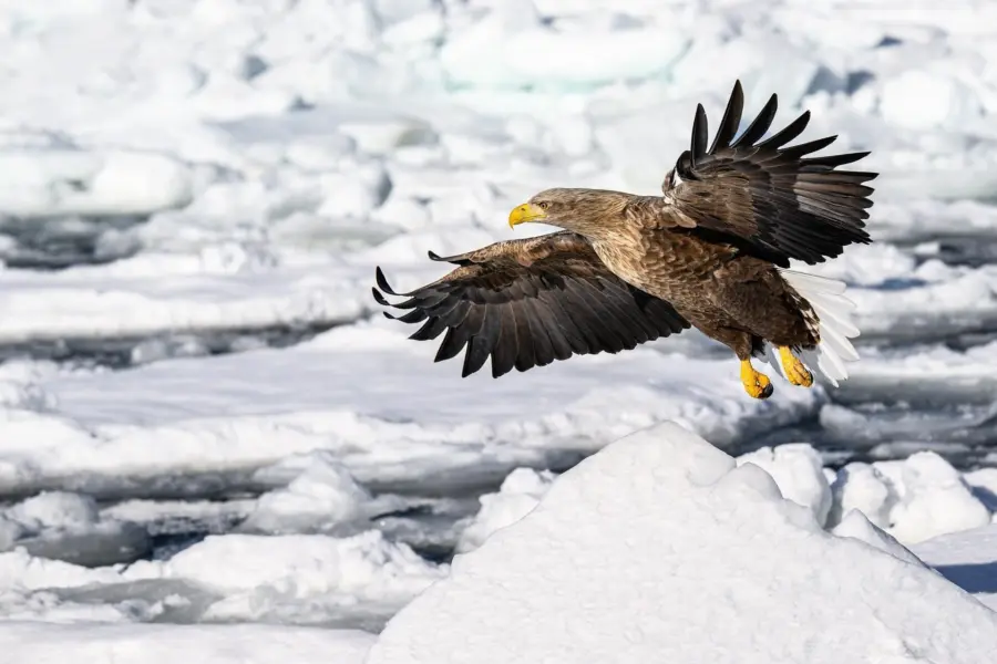 Pen ash white tailed eagle 10186260 1920