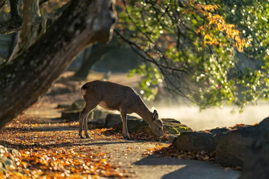 Kanenori sika deer 5772242 1920