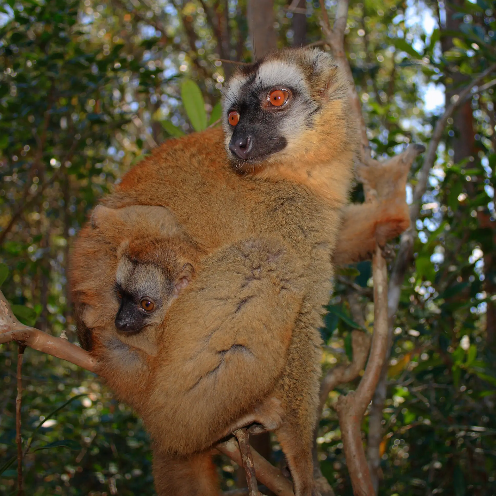 Brown lemur 001
