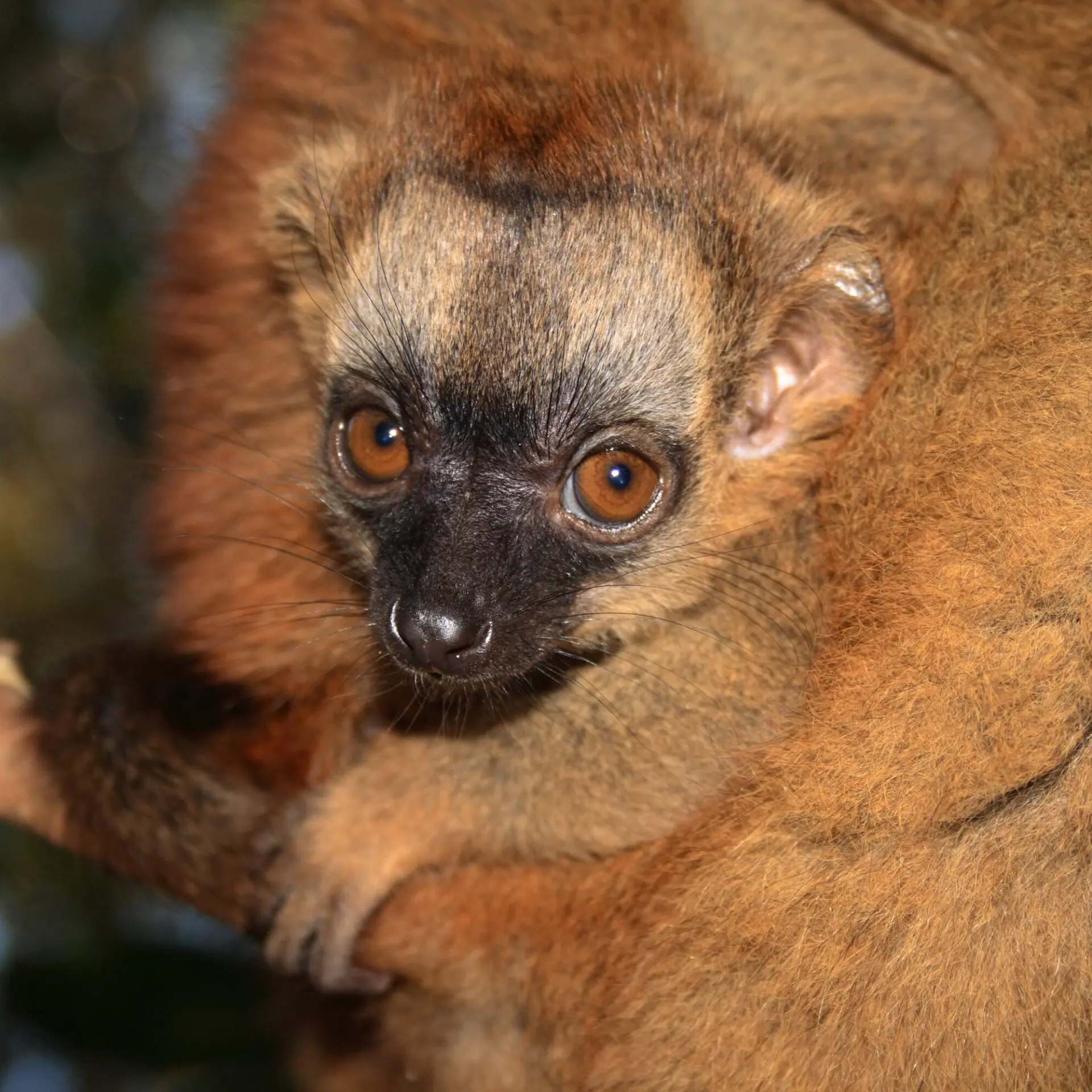 1780919354285 brown lemur 002