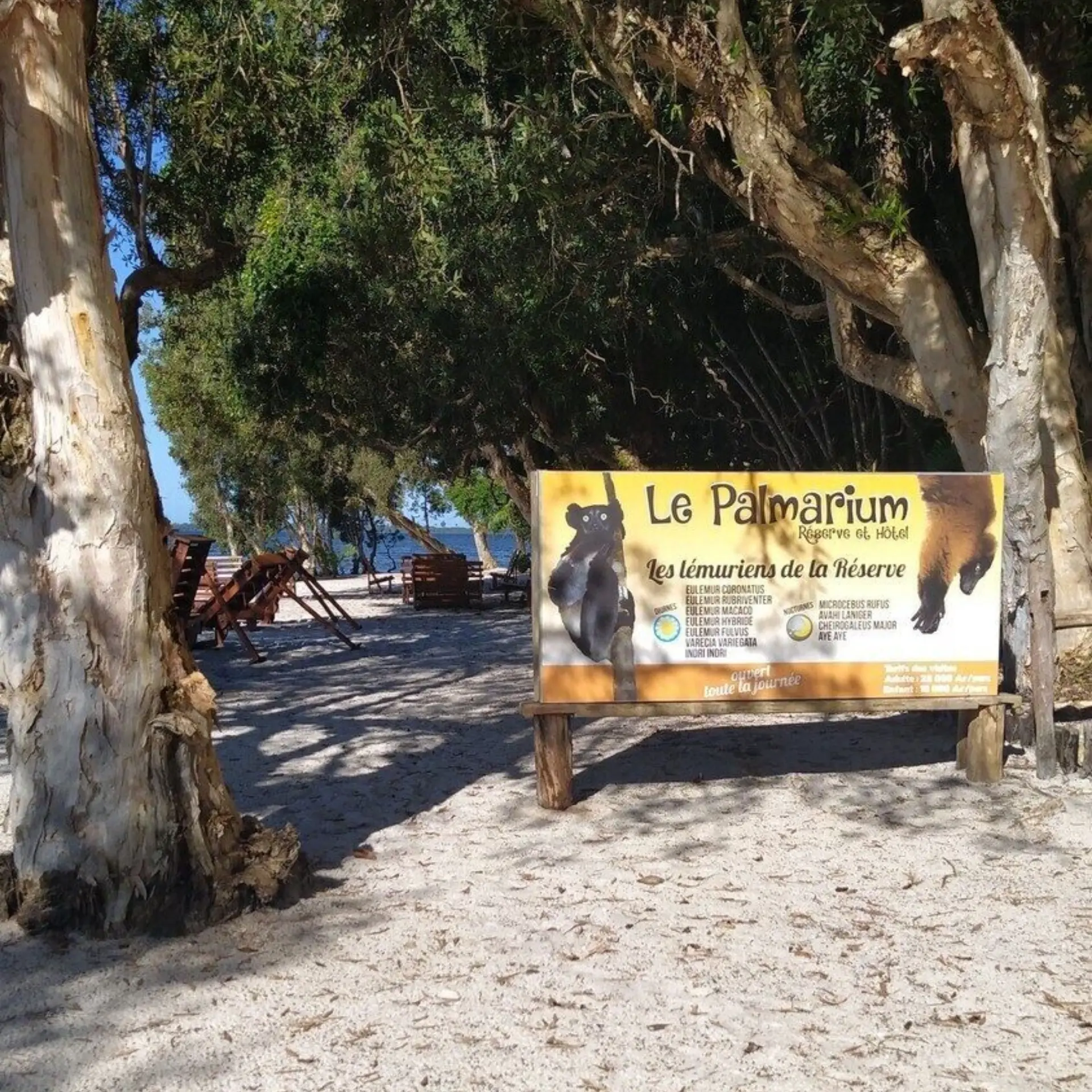 Pourquoi aller au palmarium madagascar