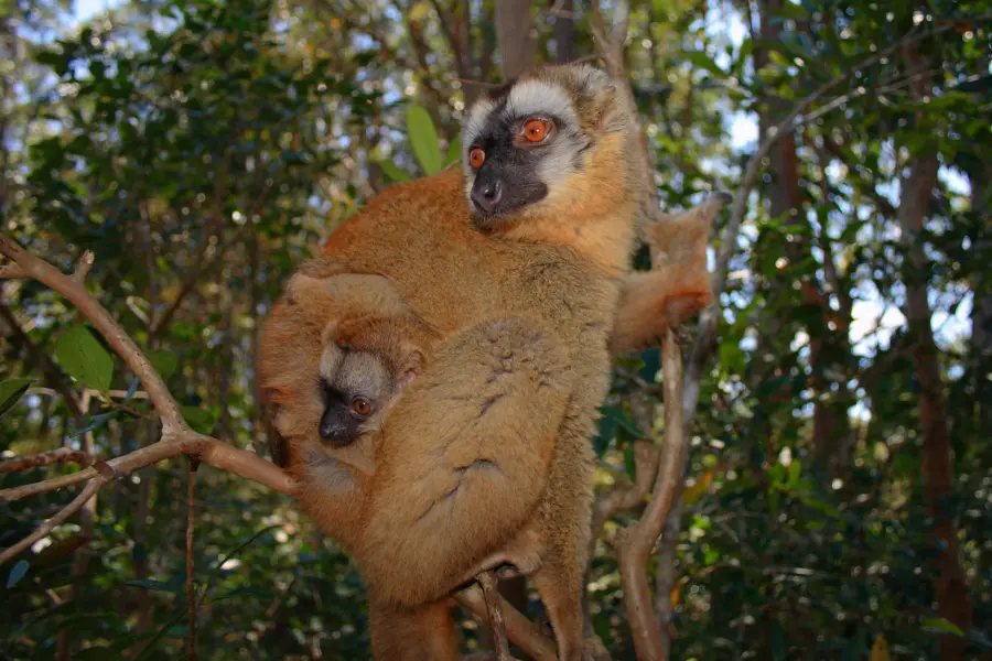 Brown lemur 001