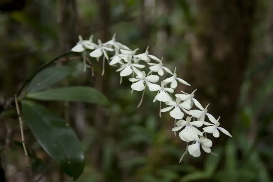 Orchidee 001