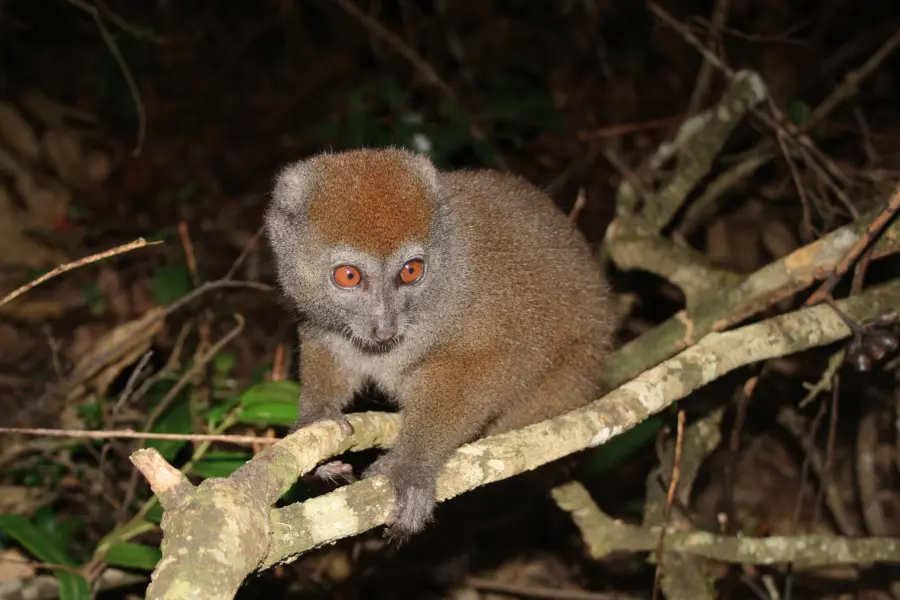 Bamboo lemur