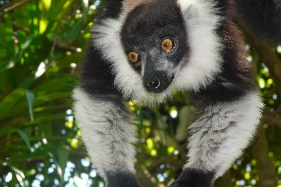 Lemurien dans les arbes a madagascar