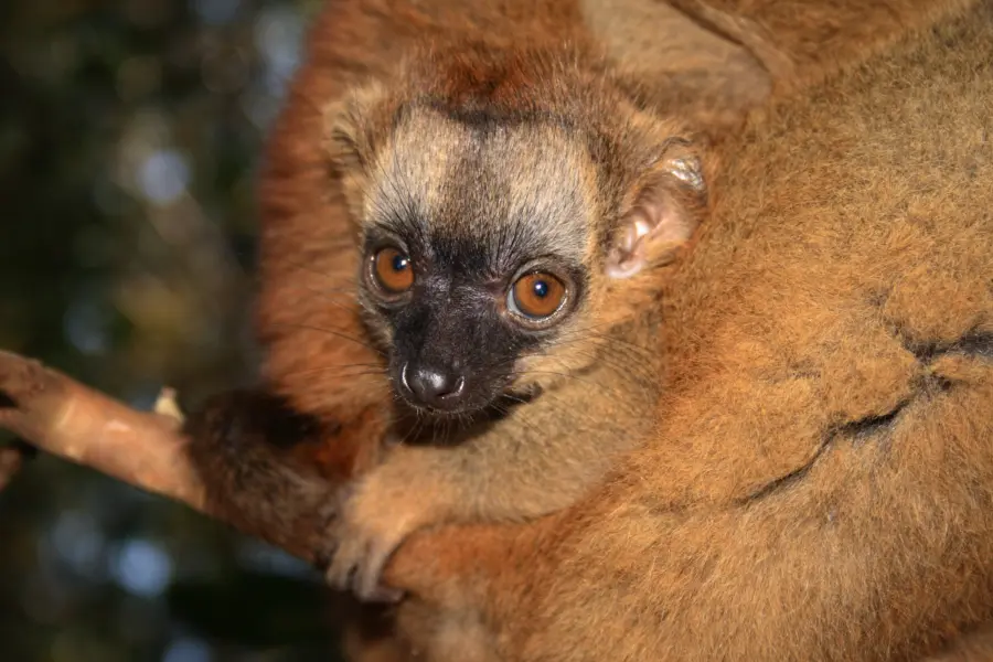Brown lemur 0021