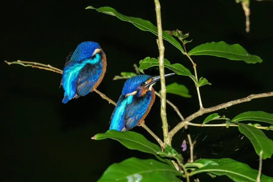 Blue eared kingfisher pair 53889221280