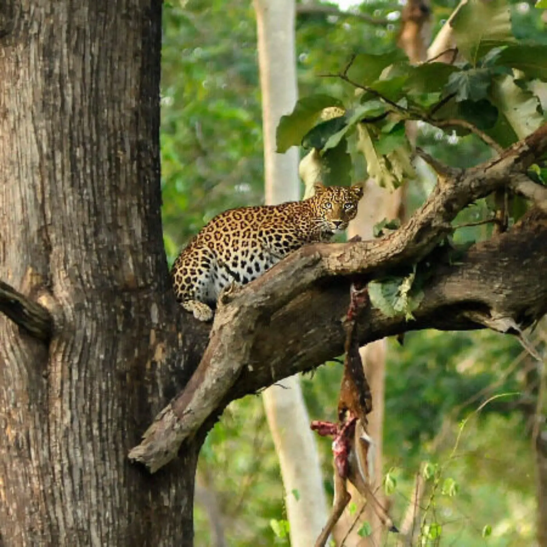 Leopard