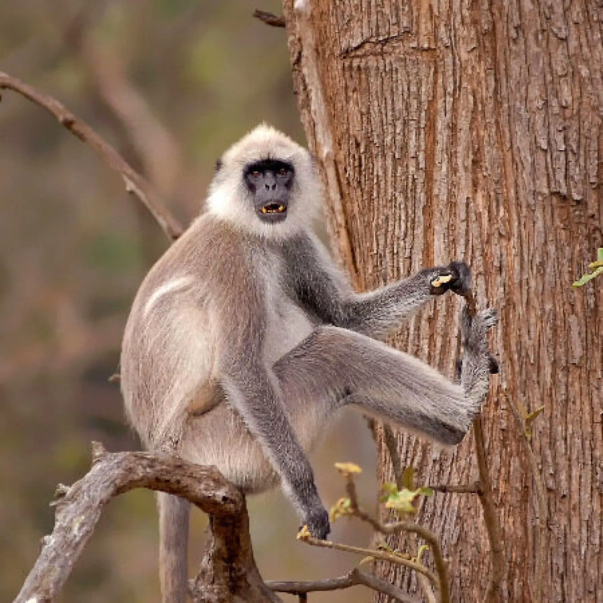 Langur 1