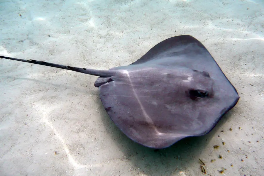 Rayjo stingray 2327987
