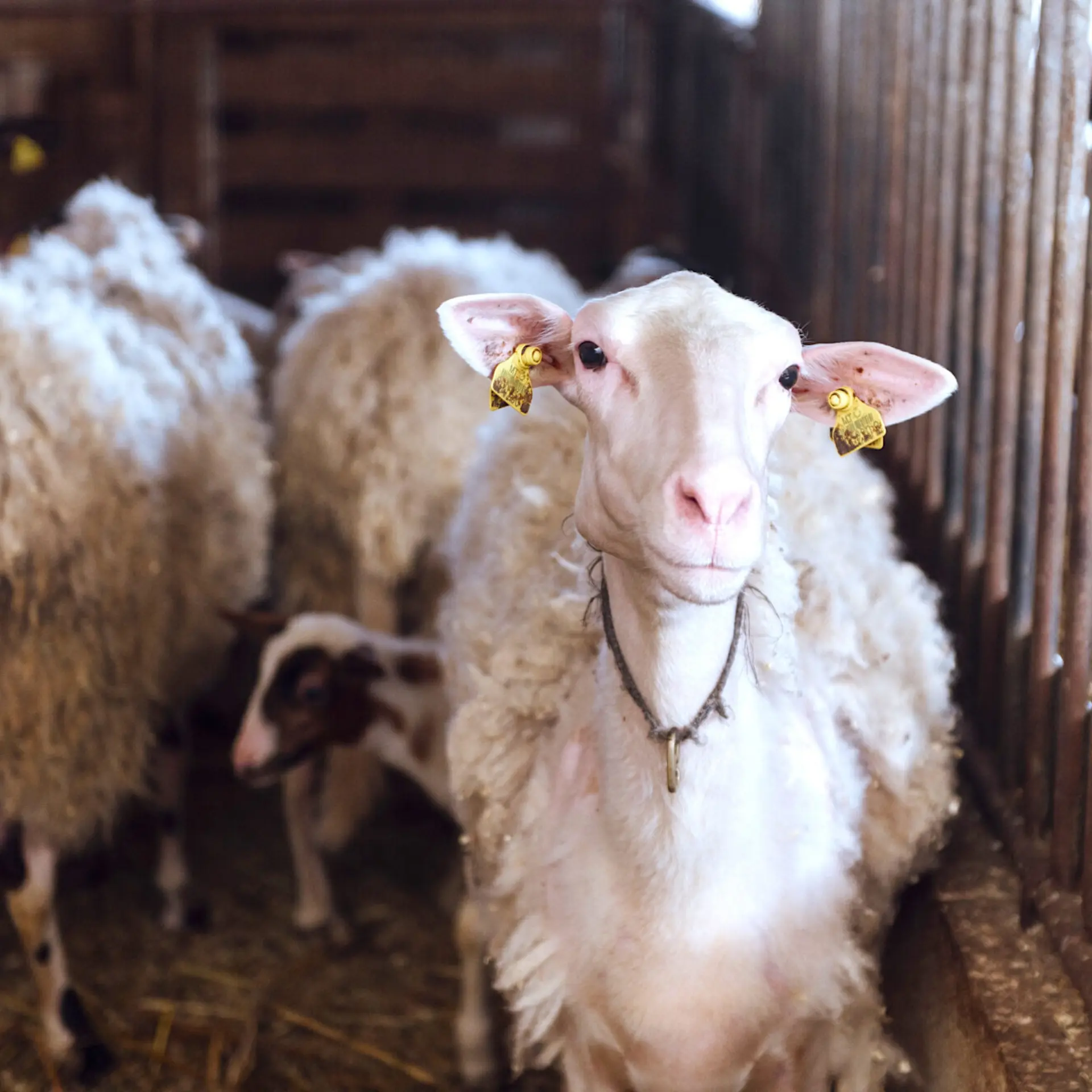 1767695926438mic8601