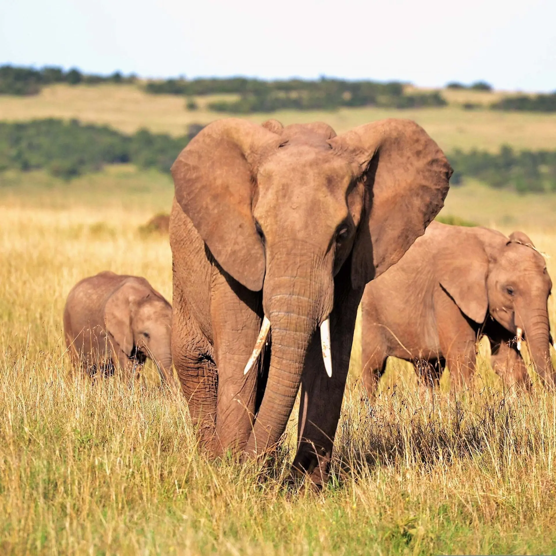 Pexels elephants 2178578