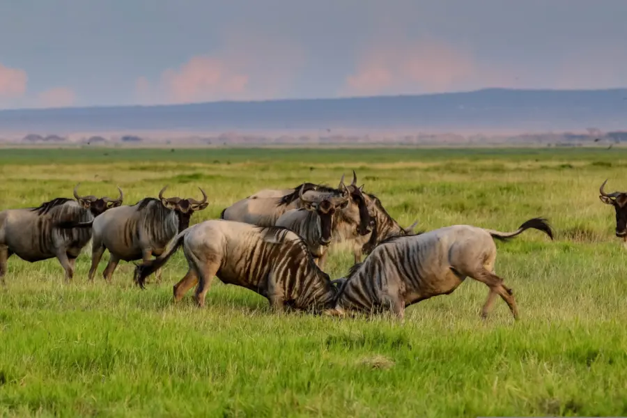 Herbert2512 africa 4052497
