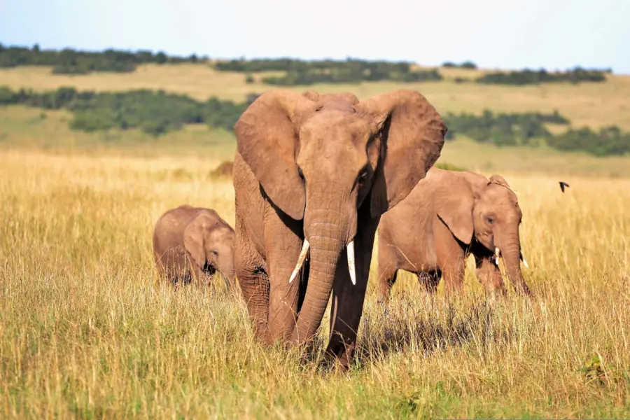 Pexels elephants 2178578