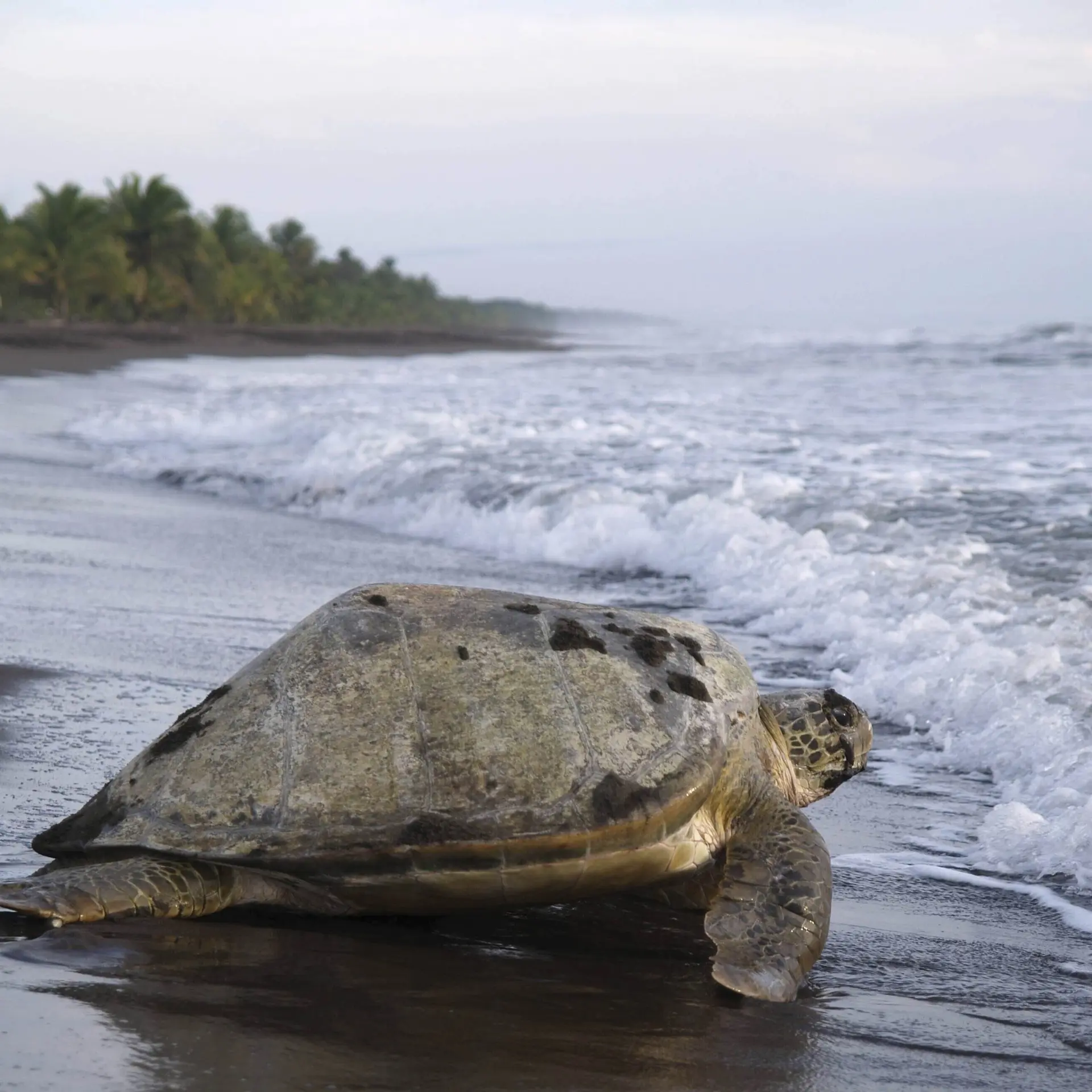 Tortuguero groene zeeschildpad