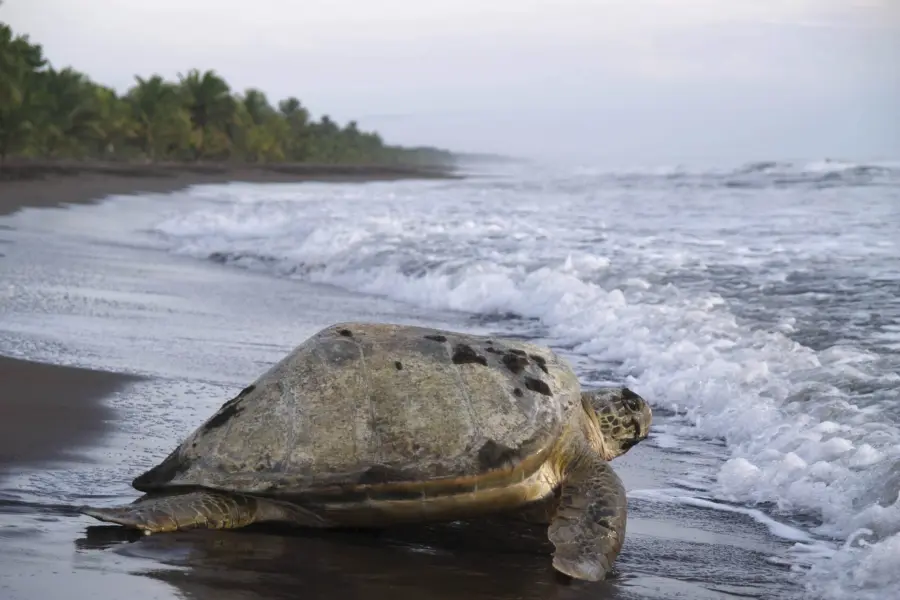 Tortuguero groene zeeschildpad
