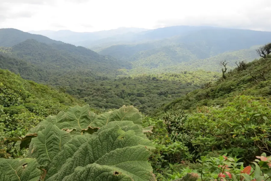 Monteverde 2