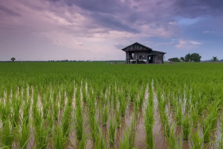 Rice field gc0e32d4aa 1280