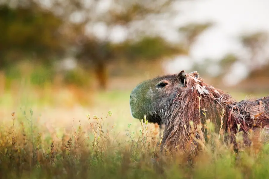 Capybara rincon del socorro ibera argentina 3