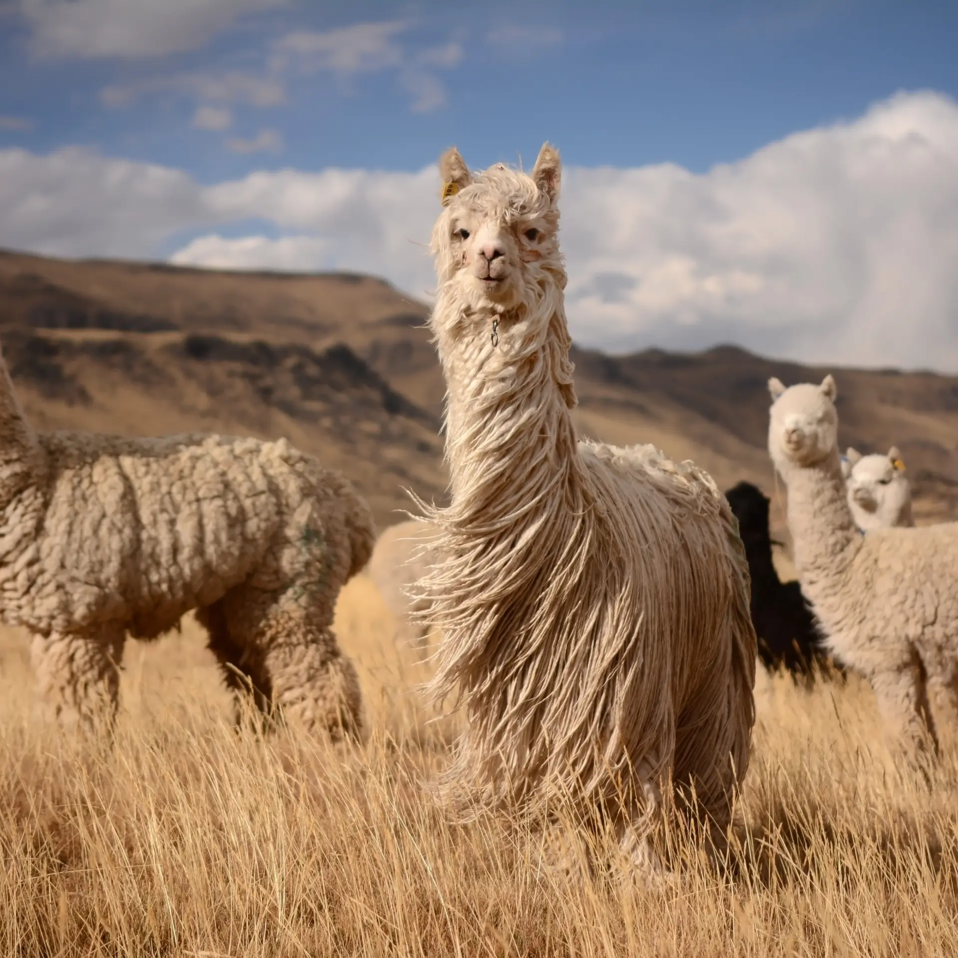 Lamas in andes gebergte