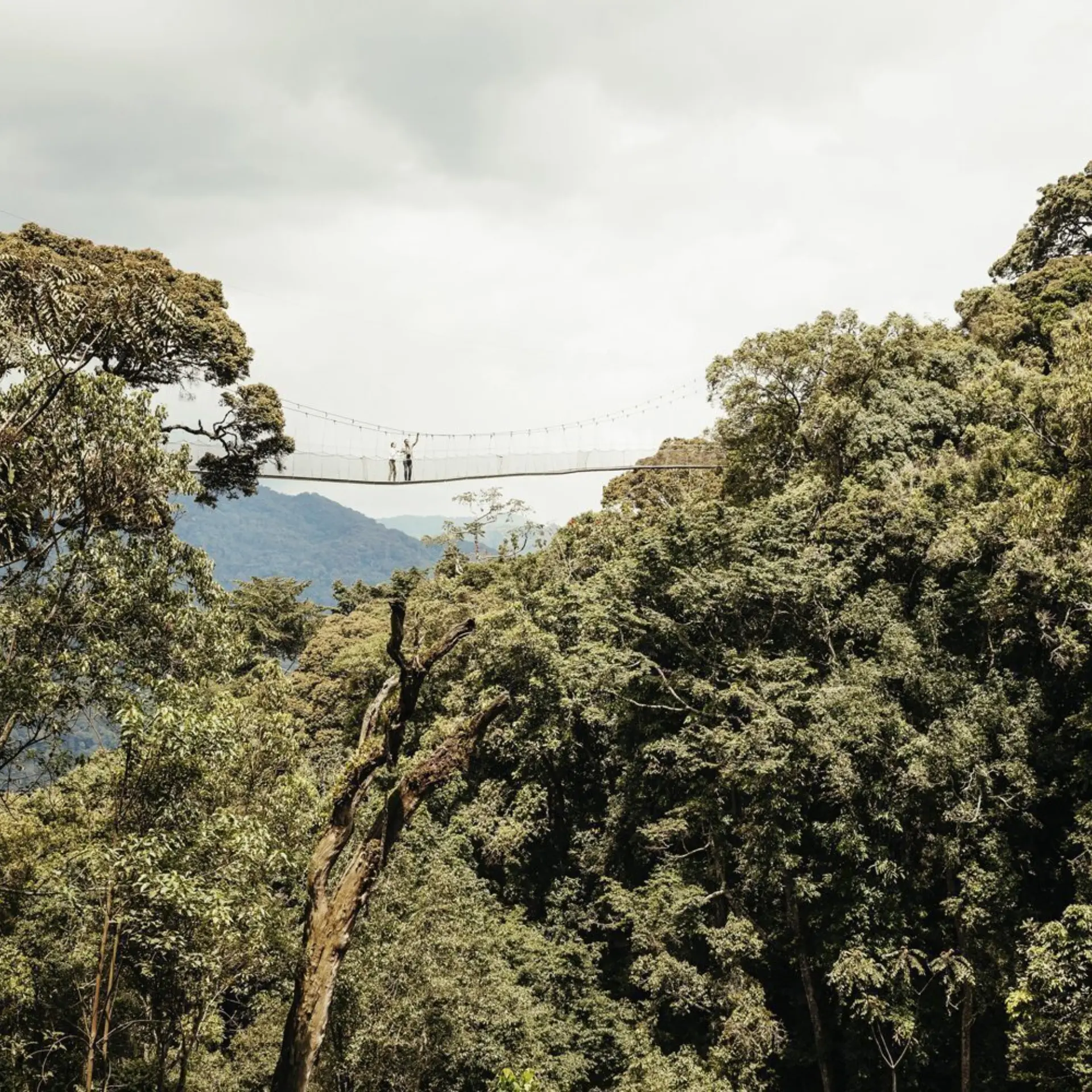 Visit rwanda nh oo lifestyle canopy walk 0019 master 1 1920x1280