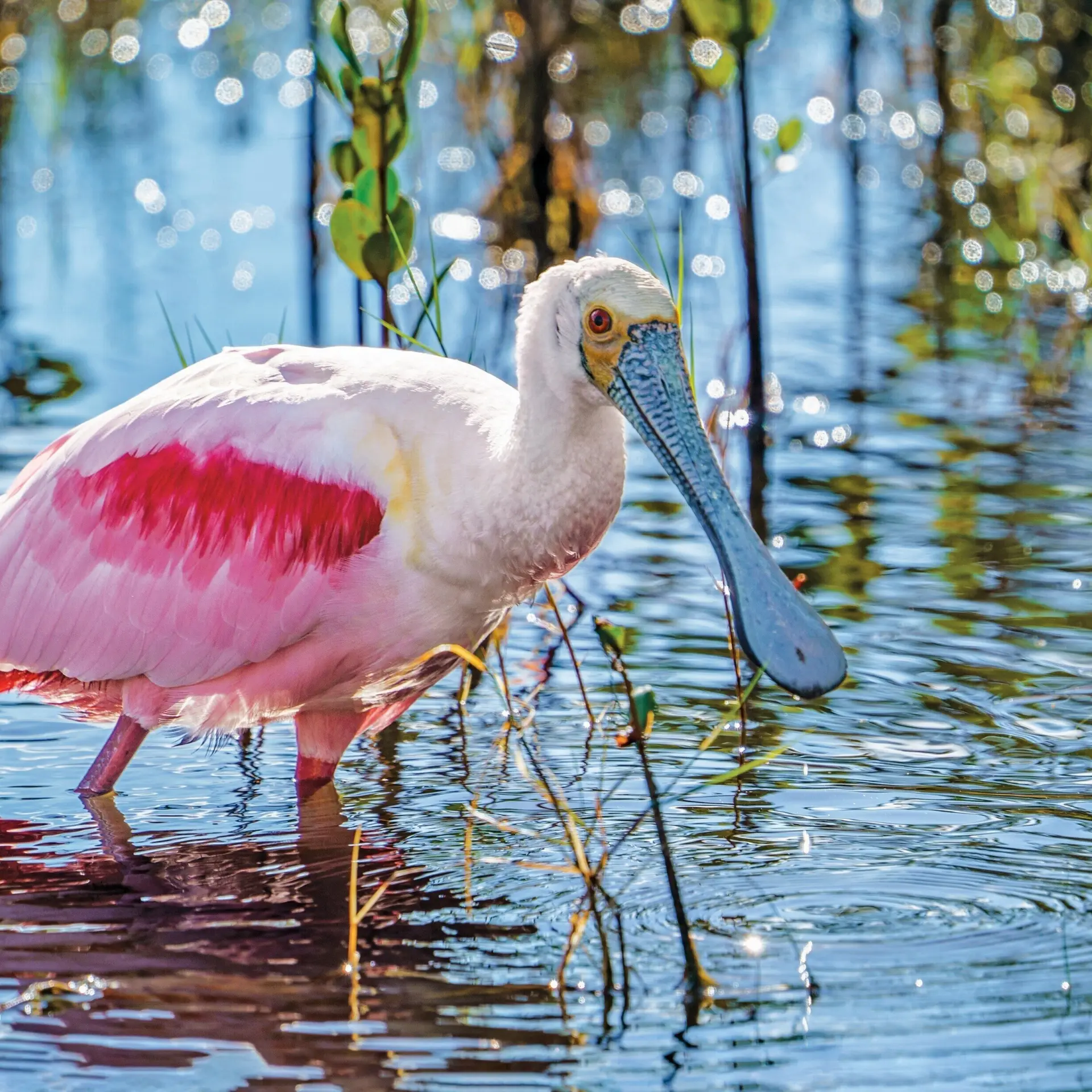 Coroseate spoonbillstockss2159709093