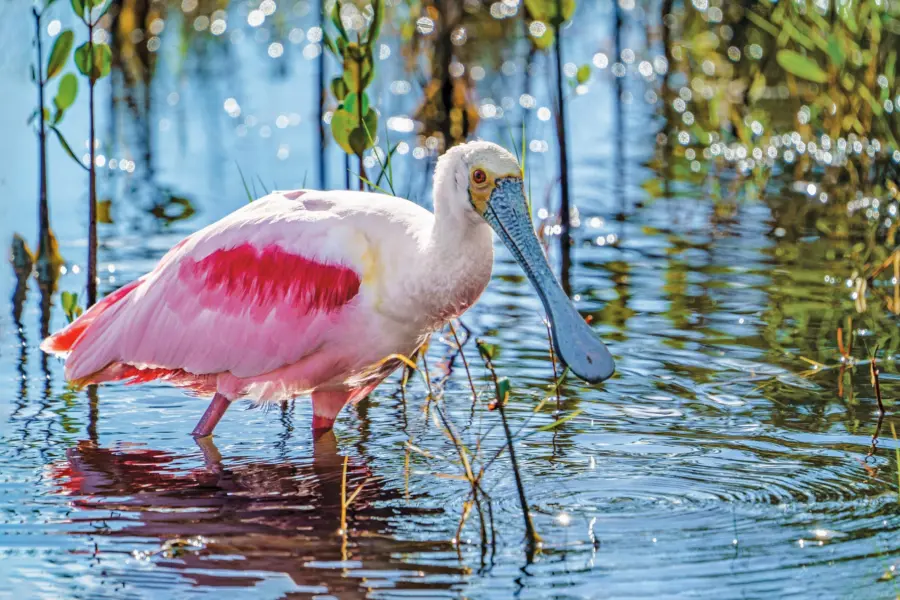 Coroseate spoonbillstockss2159709093