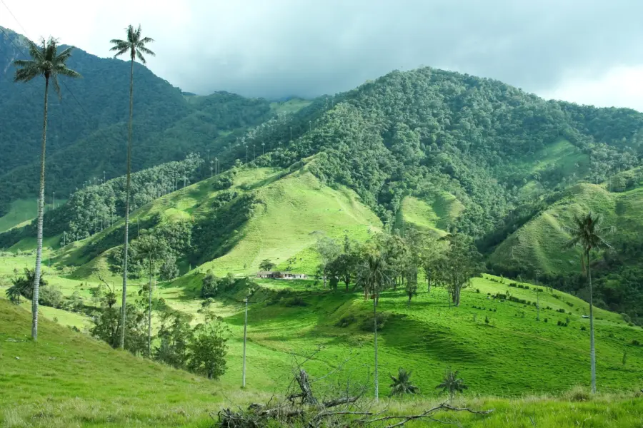 Cocora vallei1
