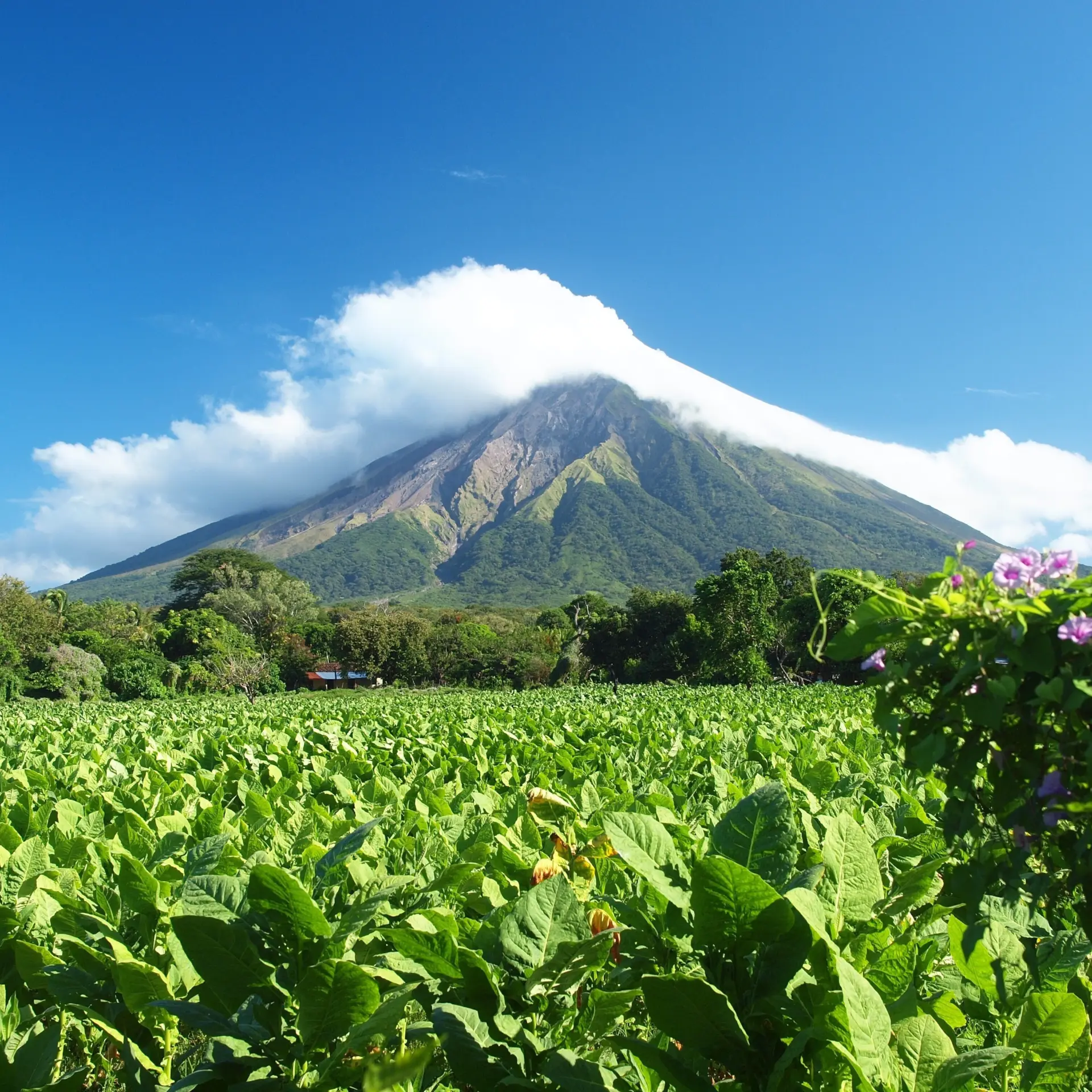 Praesentator volcano 2259249