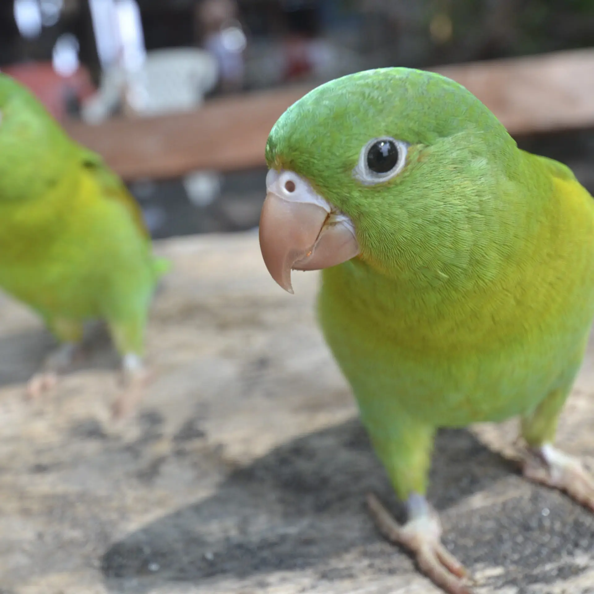 Chocoyos ometepe