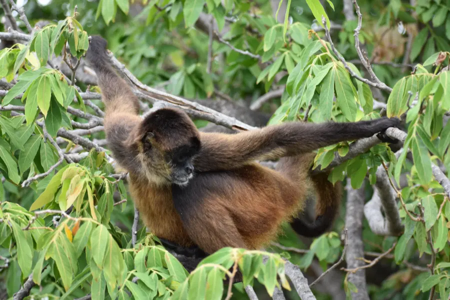 Mfdt2307 monkey 7103903
