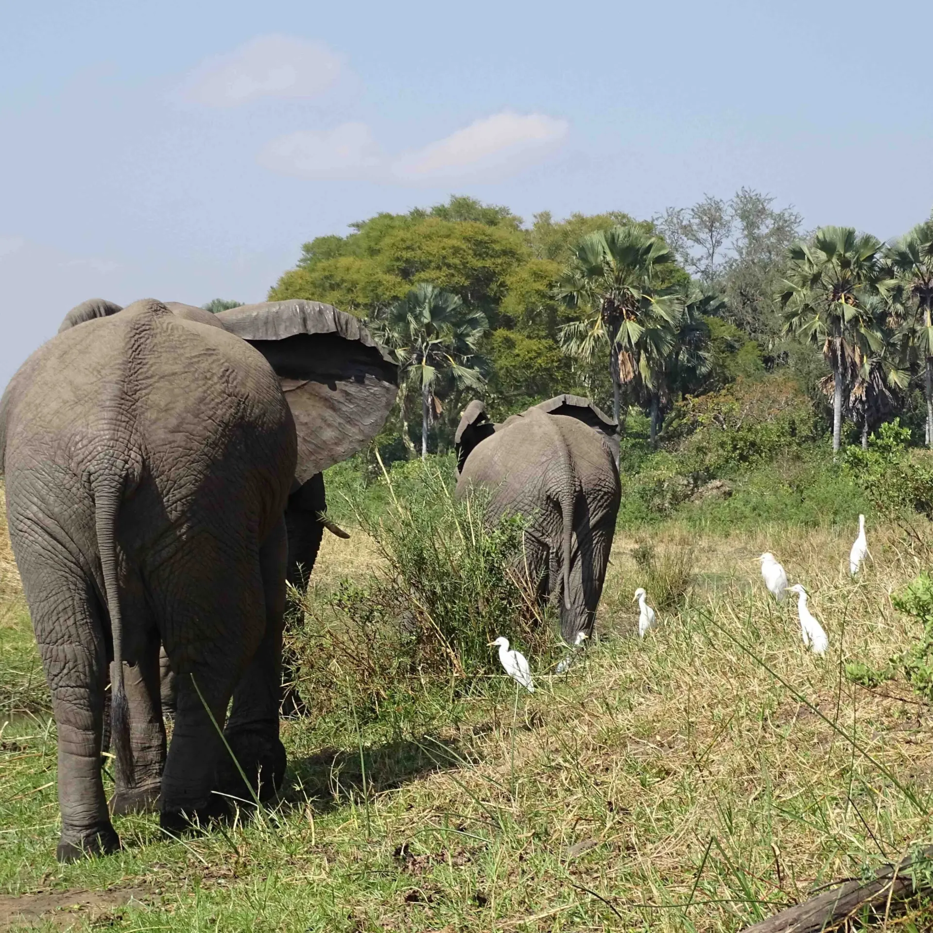 Avila Reizen Malawi Olifanten op pad