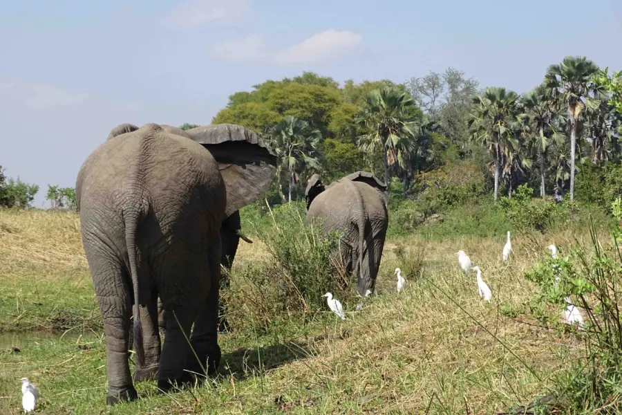 Avila Reizen Malawi Olifanten op pad