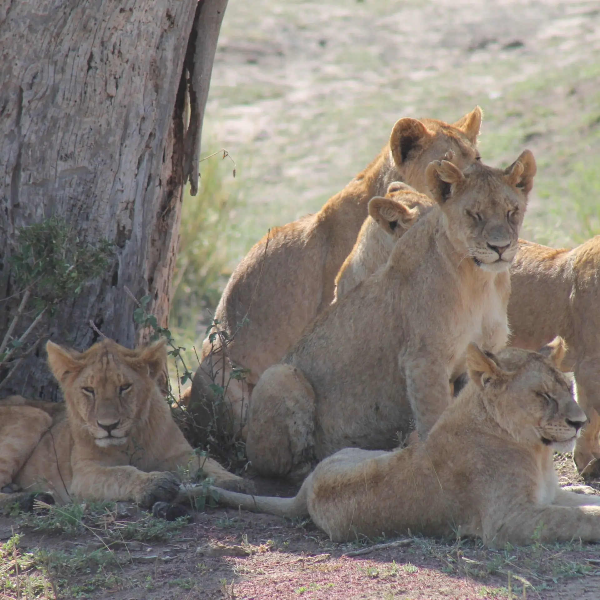 Afrika01 tanzania 3456360