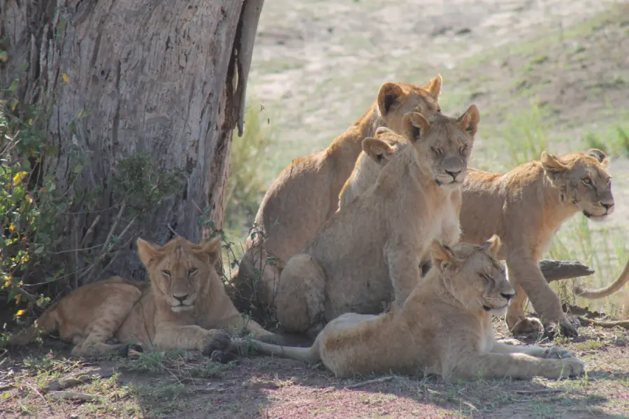 Afrika01 tanzania 3456360