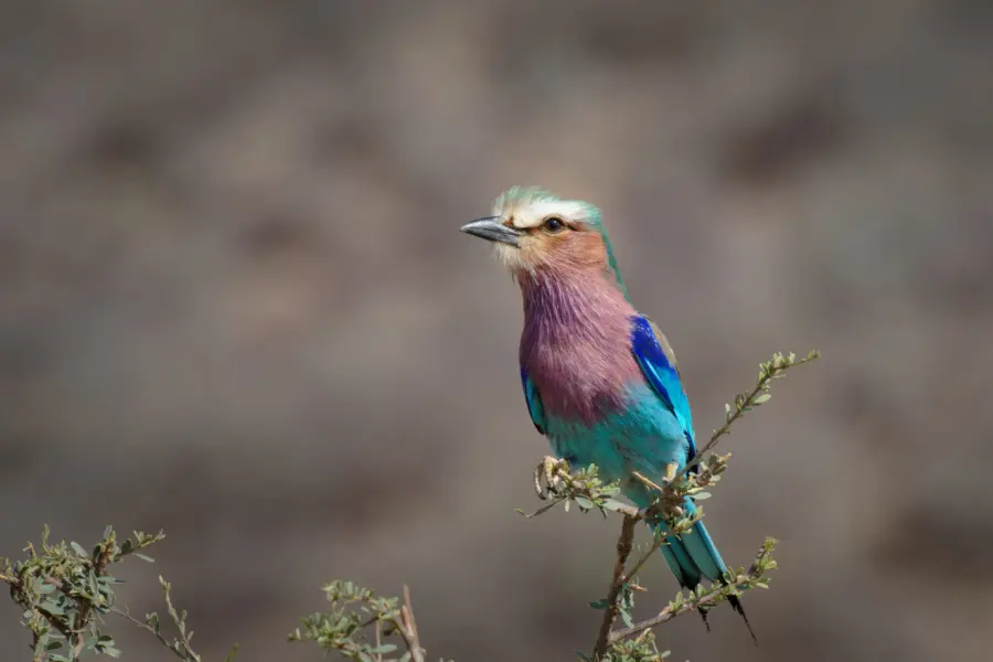 Gildaix bird 77653841