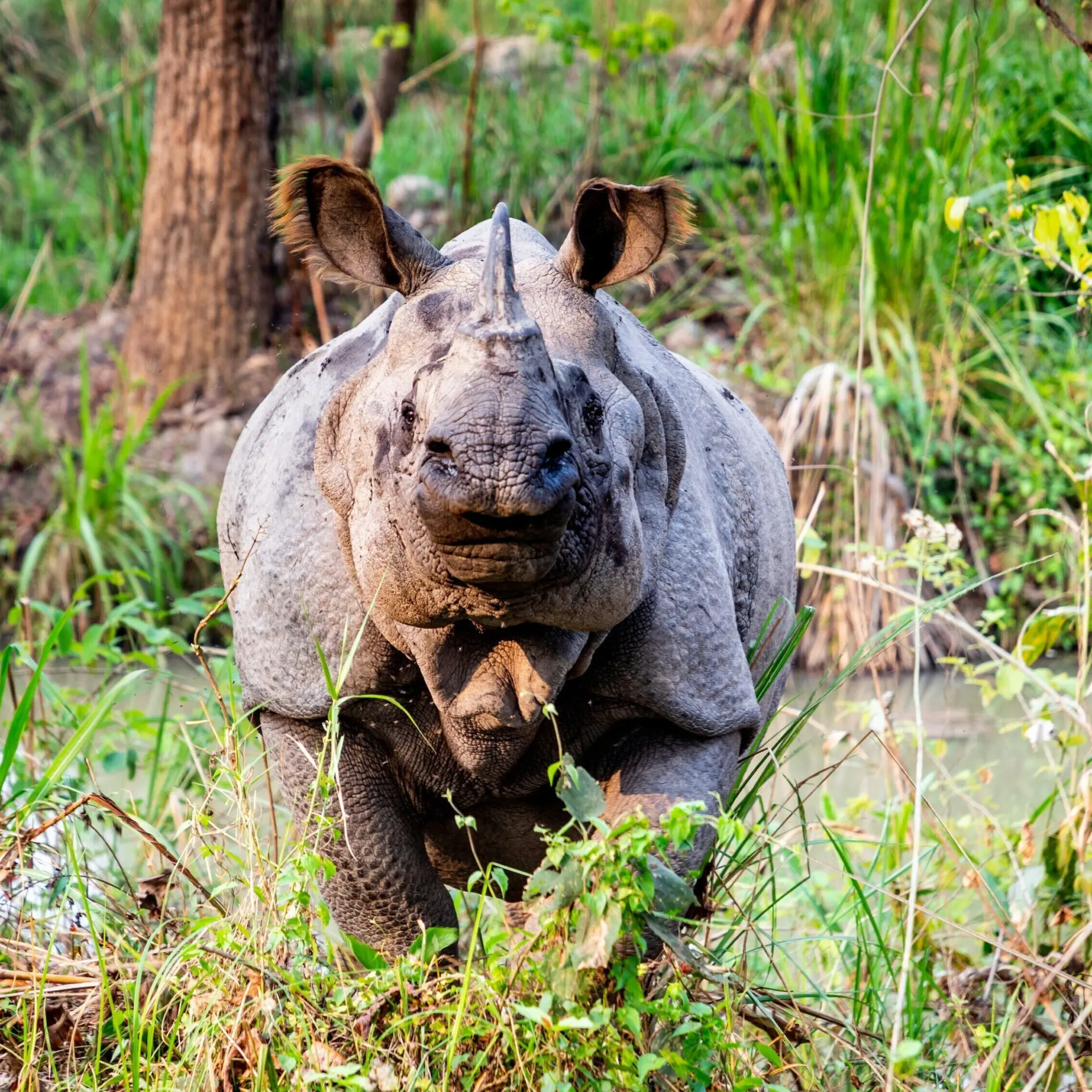 Kedar bhusal rhplgonuu unsplash