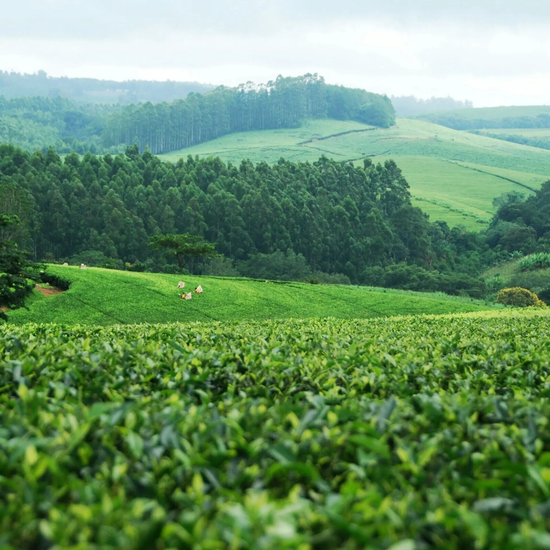 Maria zardoya zvp QI5 YTAO4 unsplash