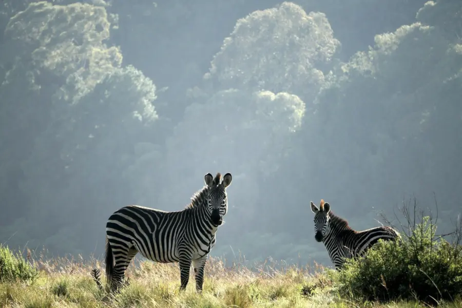 Ray aucott 6 Qj Wzfnr N g unsplash