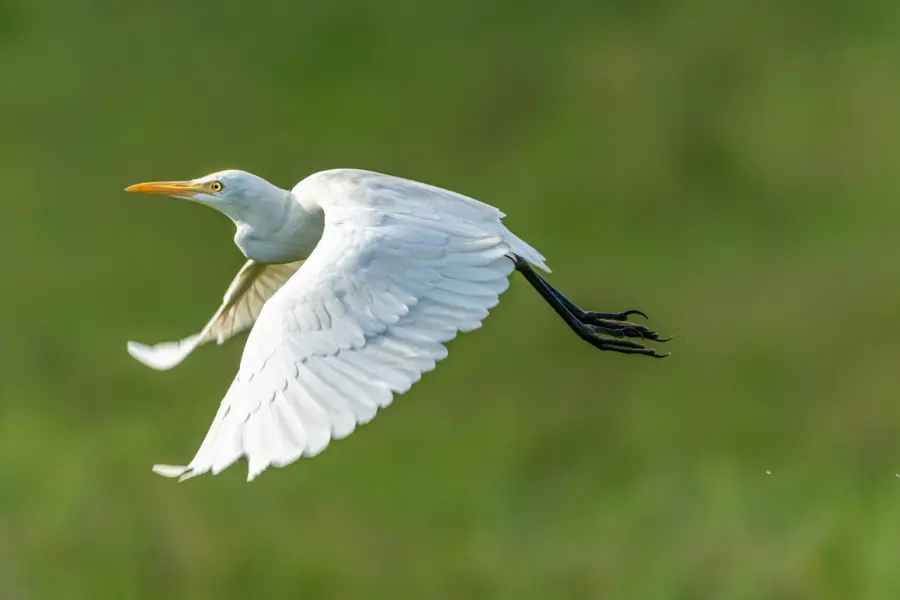 Petrganaj heron 50561321