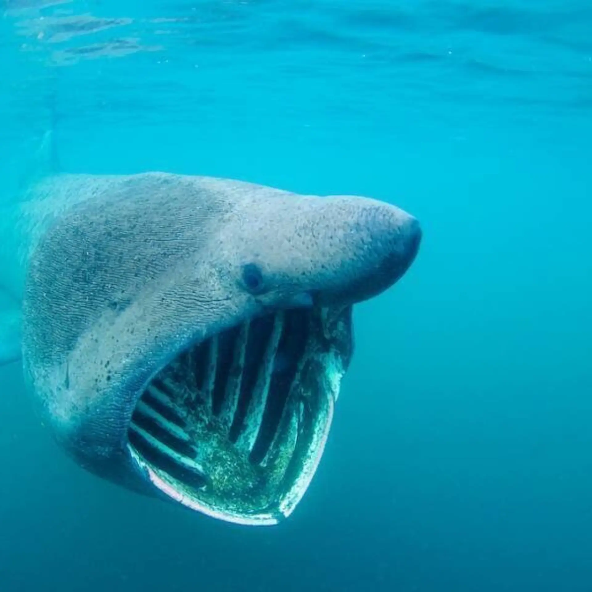 Basking shark 1060 600 70 imageslogontext png 0 0 30 r b 10 10 s c1 c c