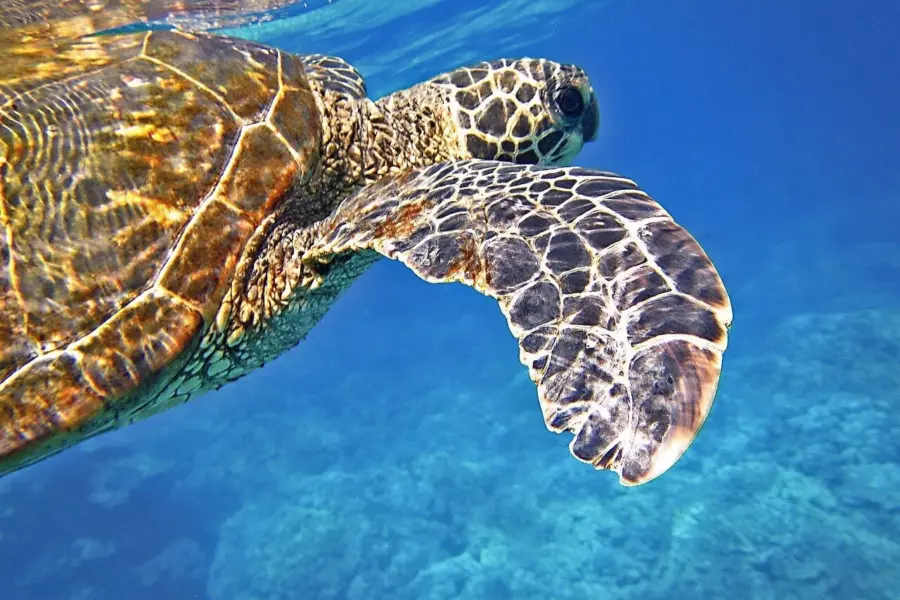 Sea turtle 547163 1280