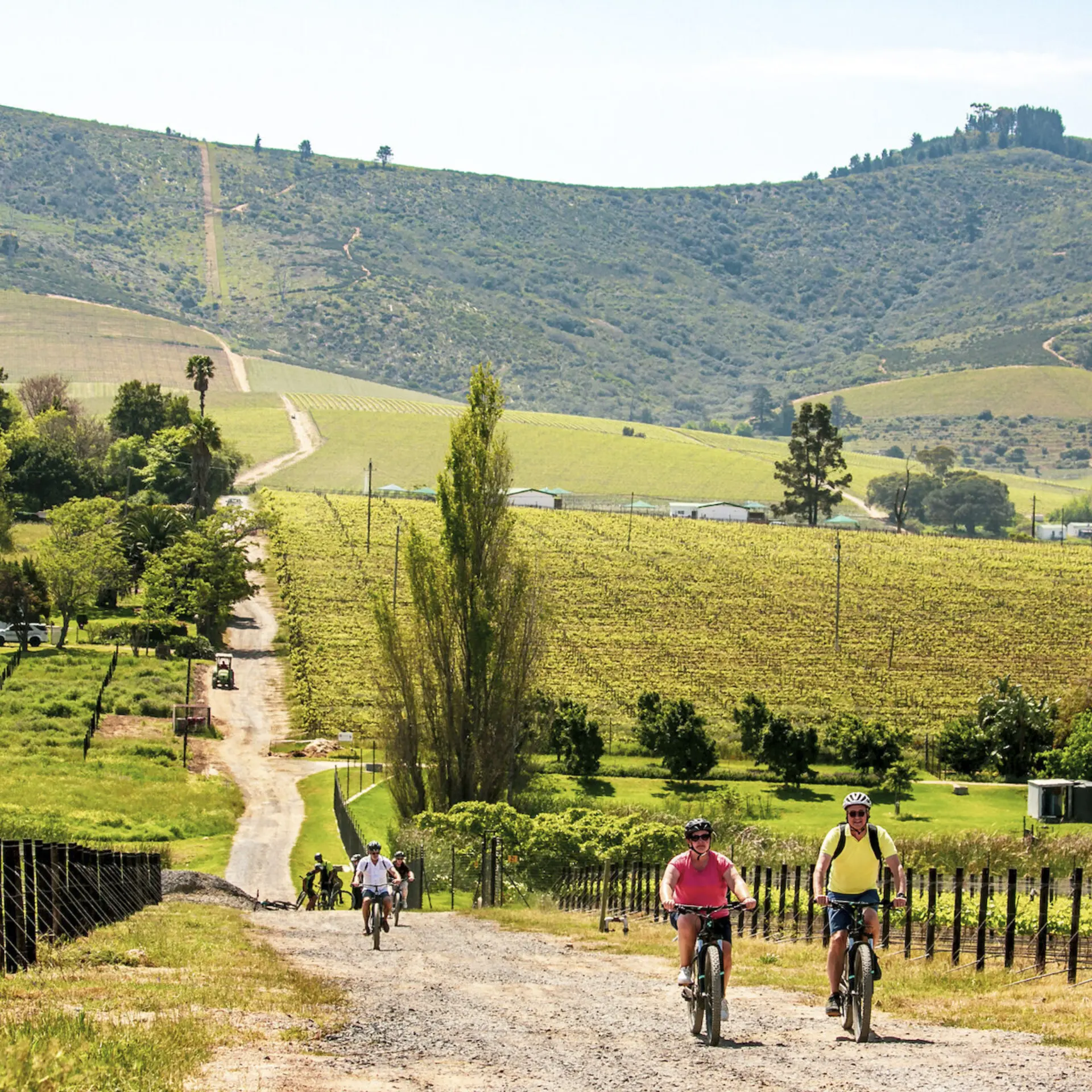 Bikes n wines stellenbosch vineyard bicycle tours 3