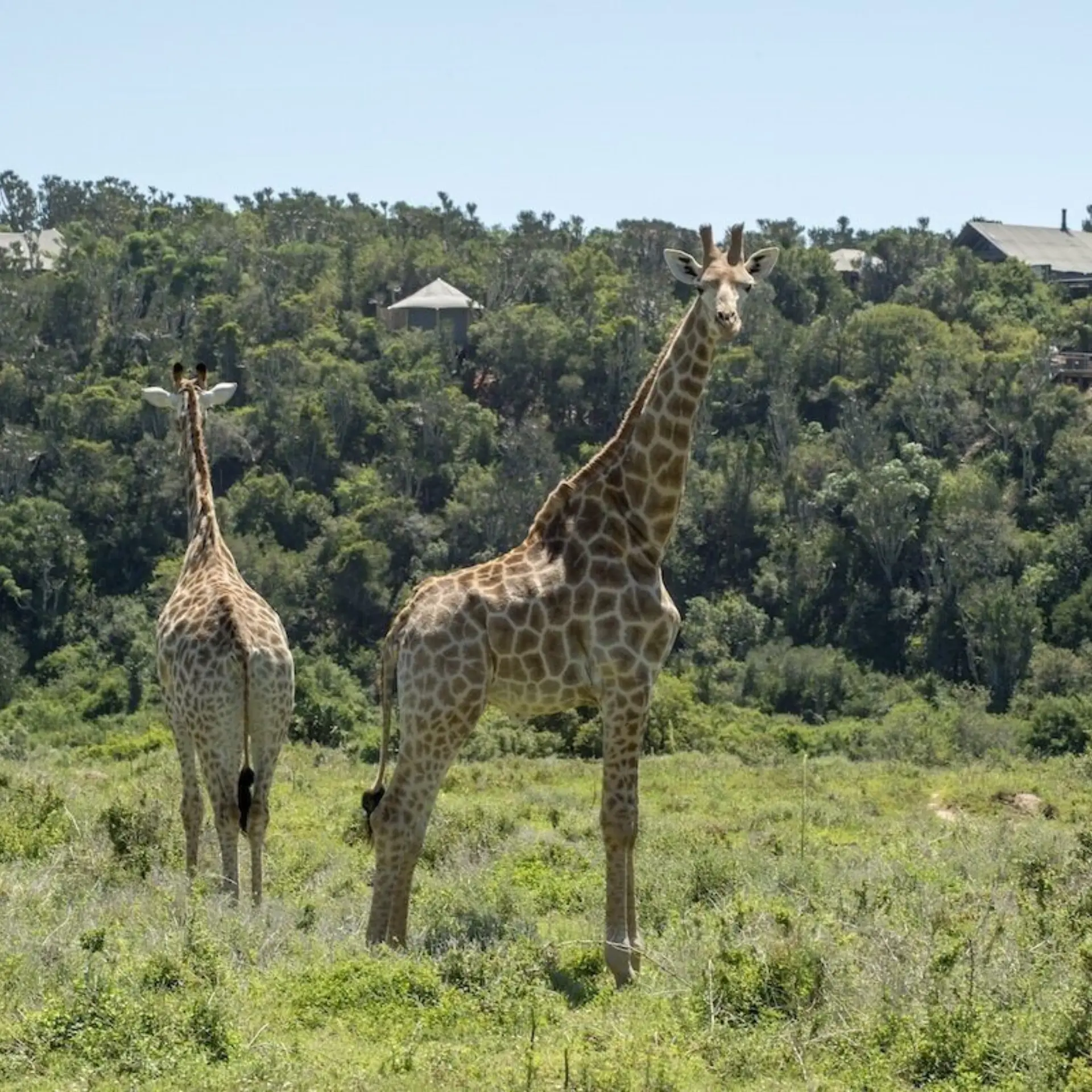 Settlers with giraffe