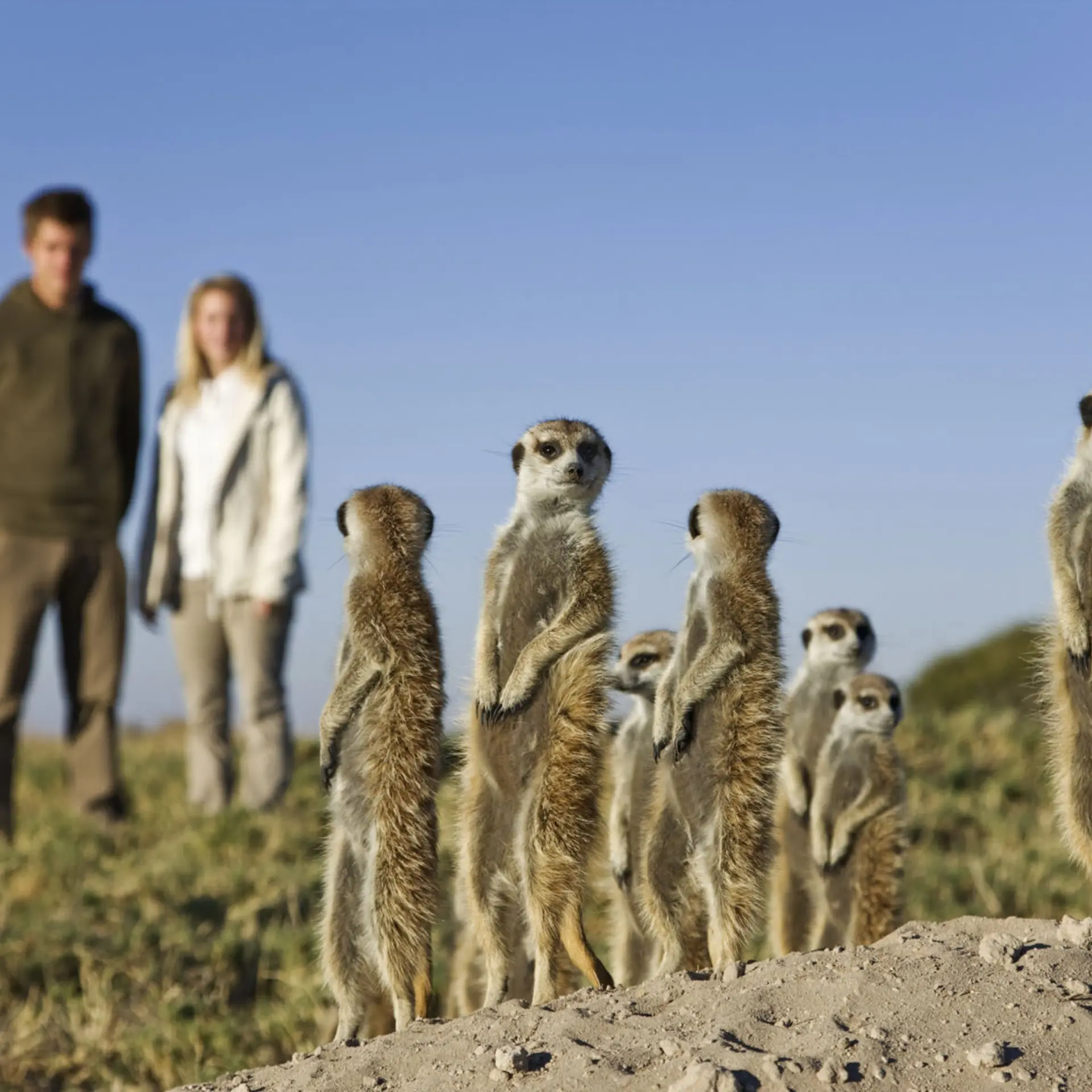 Meerkatrs027d