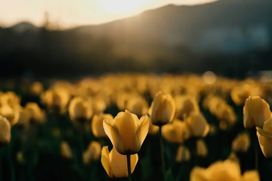 Insung yoon daxtjrlqcxy unsplash1