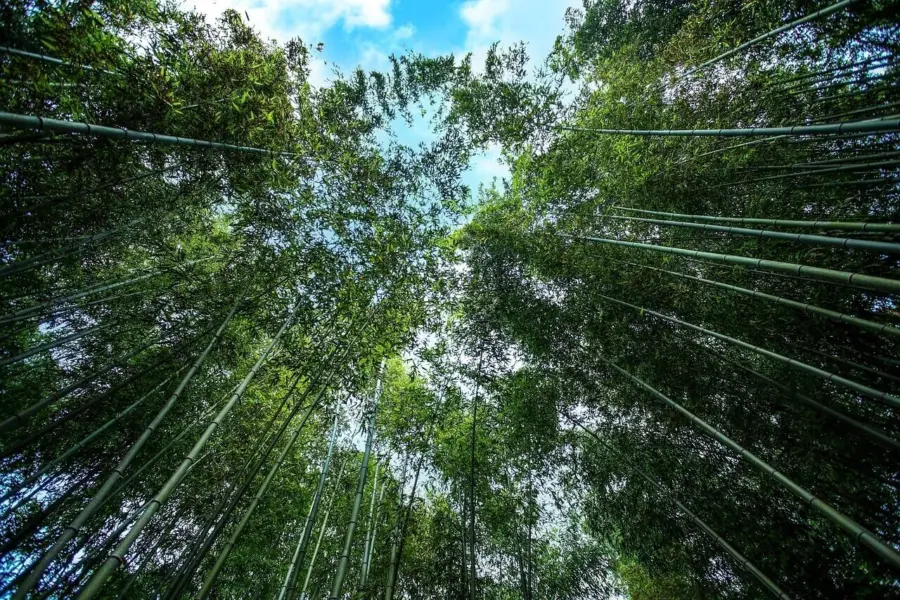 Bamboo forest 65669141280